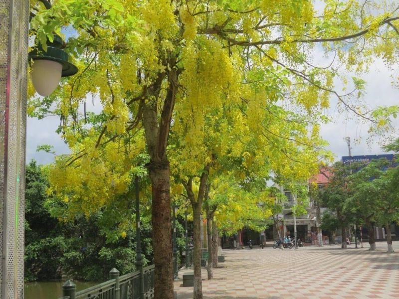 Cây muồng hoàng yến