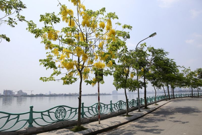 Cây muồng hoàng yến