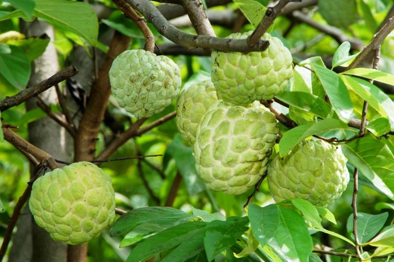 Trái na to và vỏ có nhiều mắt màu xanh nhạt, xen kẽ nhau trông như cái mai rùa