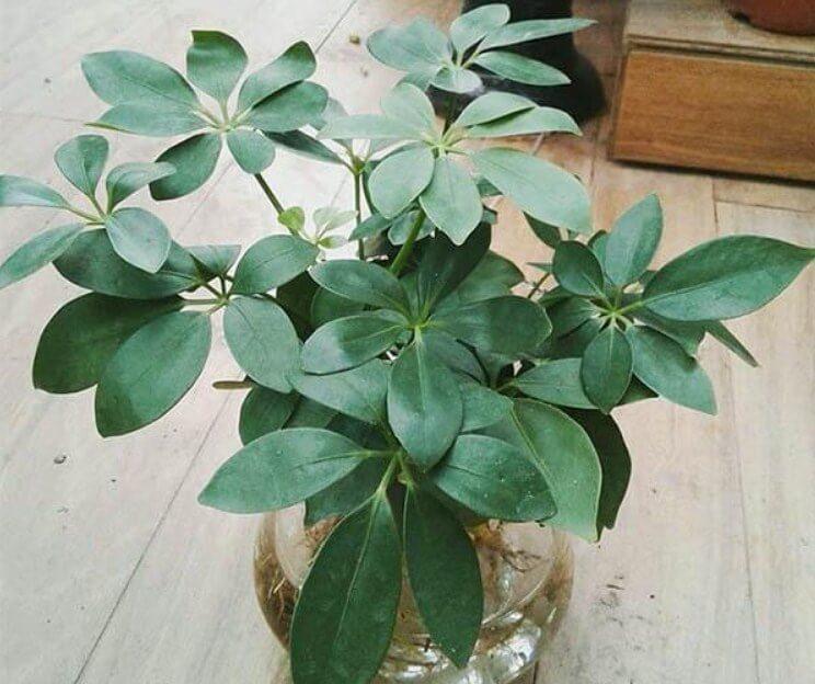 Cây ngũ gia bì