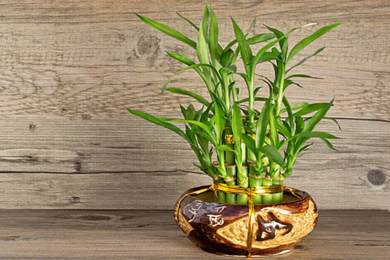 Cây cảnh trang trí
