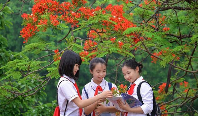 Phượng mong nhớ, chờ đợi để được gặp lại các bạn học sinh
