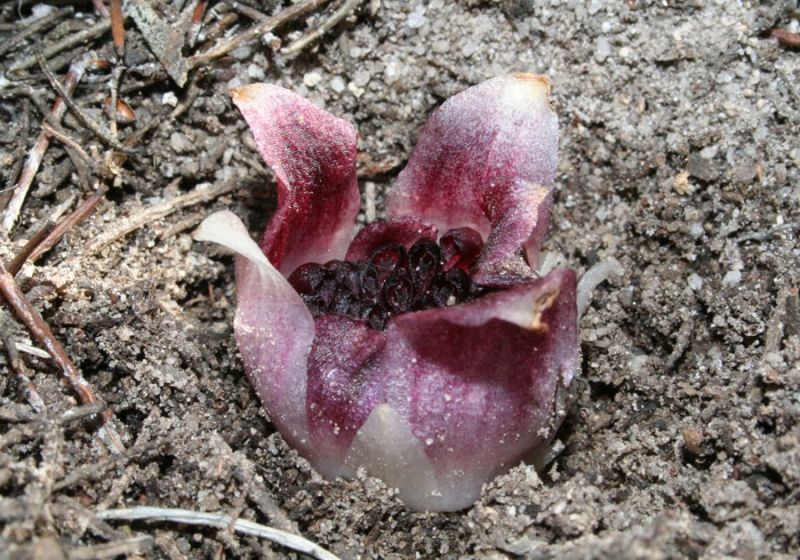 Cây Rhizanthella Gardneri
