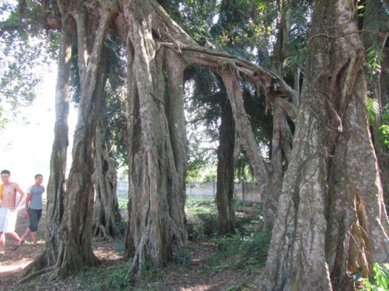 Cây Sanh 804 tuổi