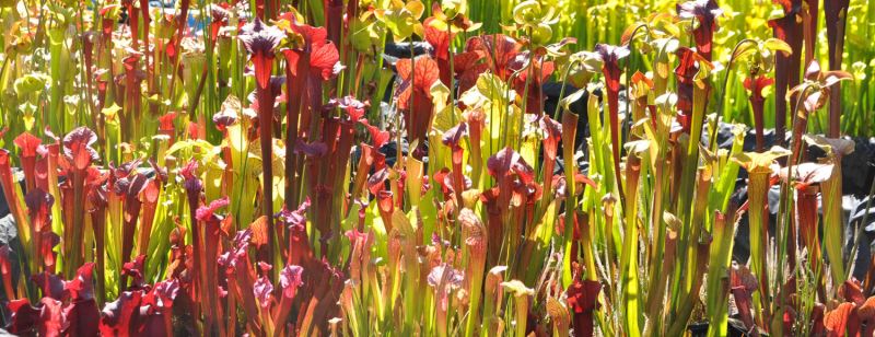 Cây Sarracenia