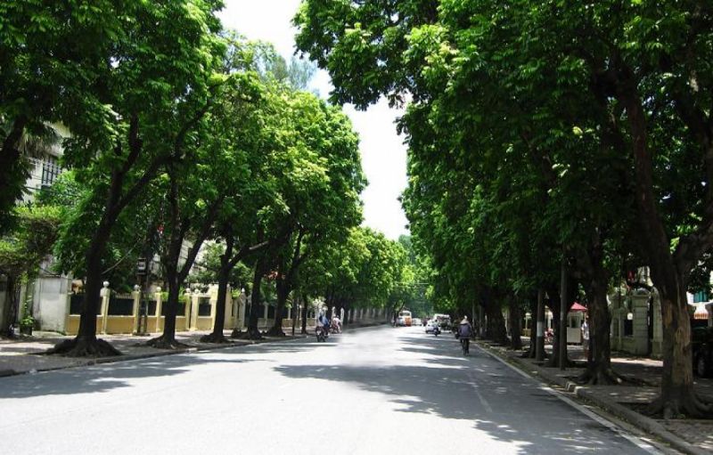 Cây sấu