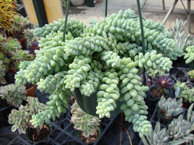 Cây Sen Đá Chuỗi Ngọc