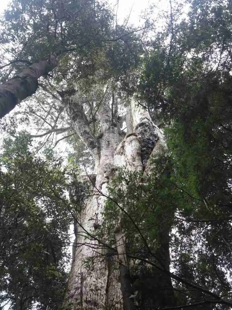 Cây bạch đàn Gothmog, Australia