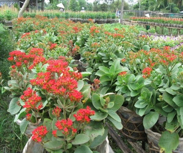 Cây sống đời