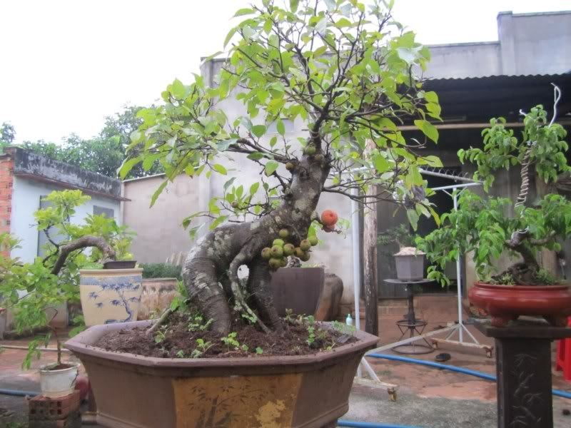 Cây sung chơi Tết