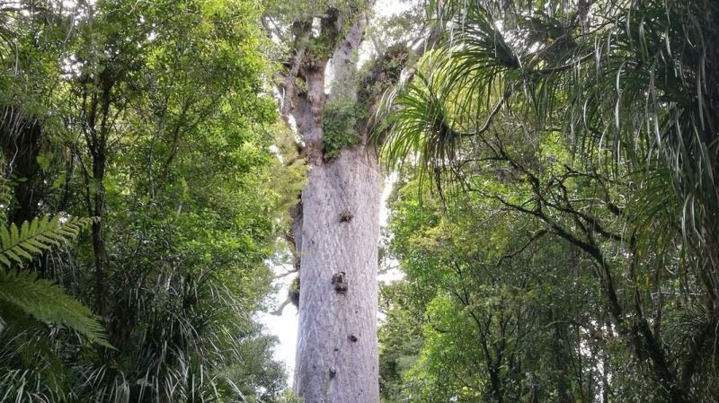 Cây thông Tane Mahuta, New Zealand
