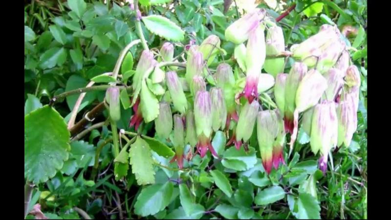 Cây thuốc bỏng