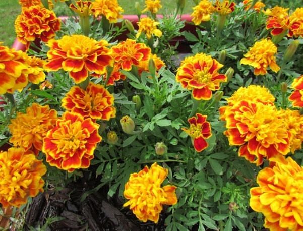 Cây thuốc nam chữa suy giãn tĩnh mạch