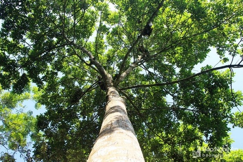 Thân tràm to đến hai vòng tay em ôm lại, vỏ sần sùi màu đen sậm.