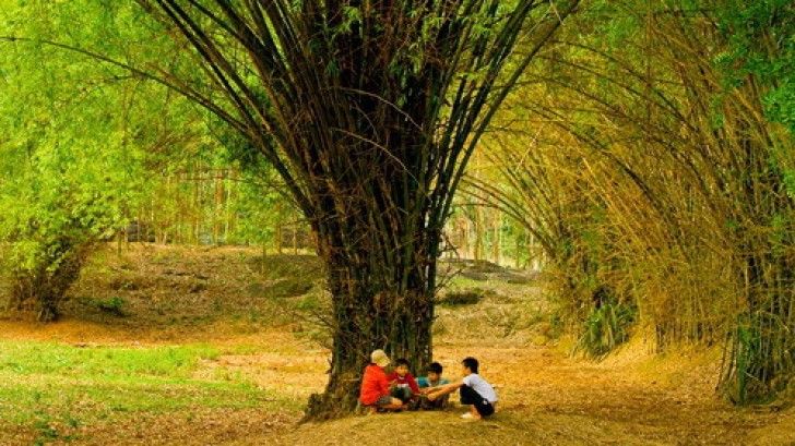 Cây tre Việt Nam