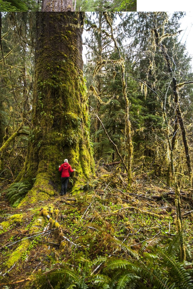 Cây linh sam Queets River Spruce, Washington, Mỹ