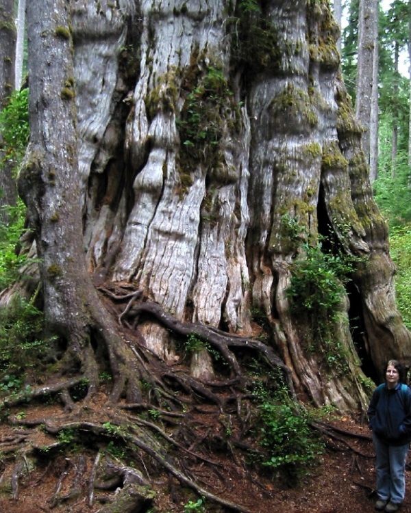 Cây tuyết tùng đỏ Quinault Lake Redcedar, Hoa Kỳ
