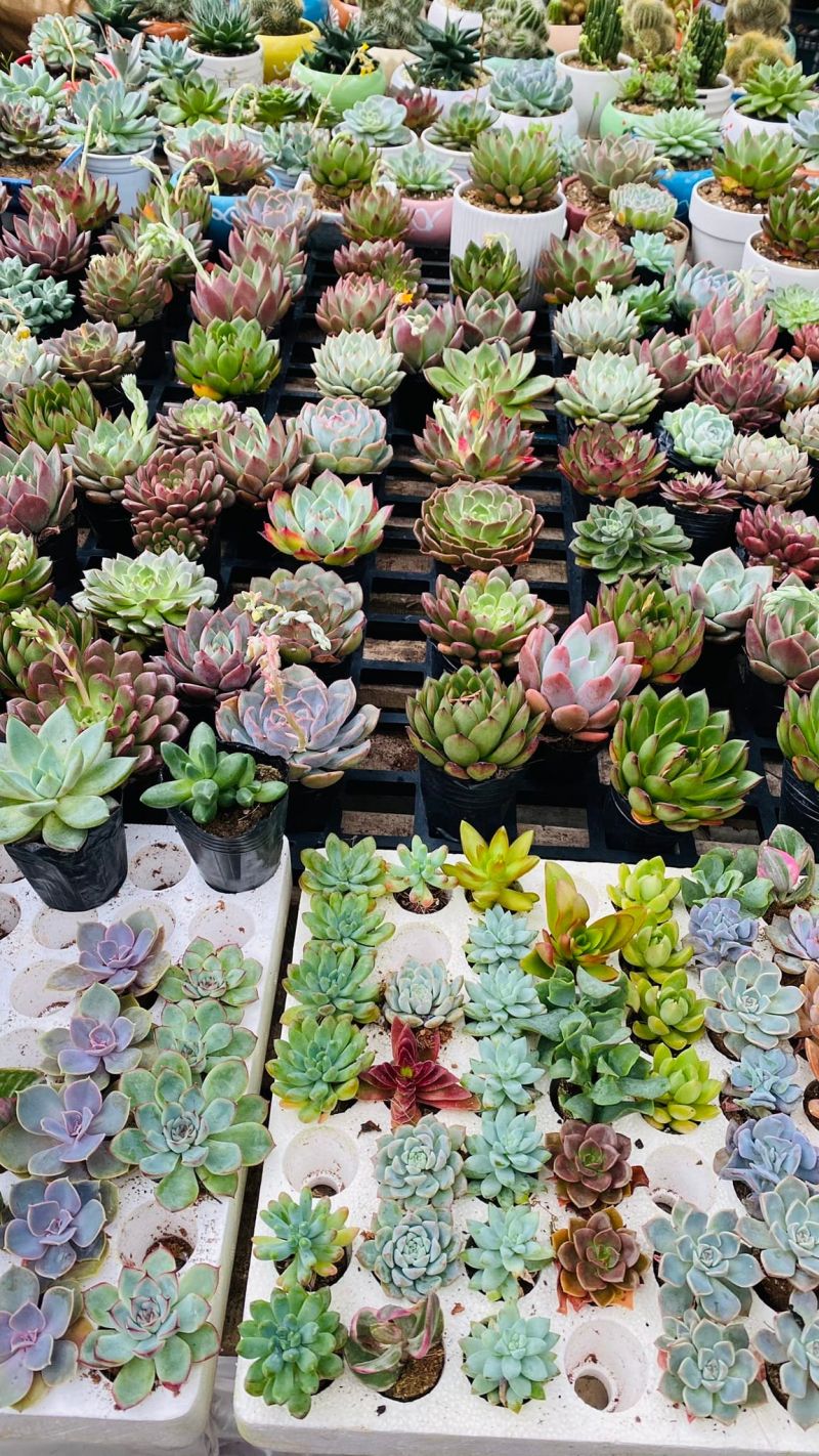 Cây và Hoa tại Huế