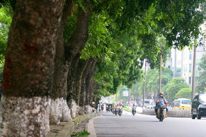 Cây xà cừ