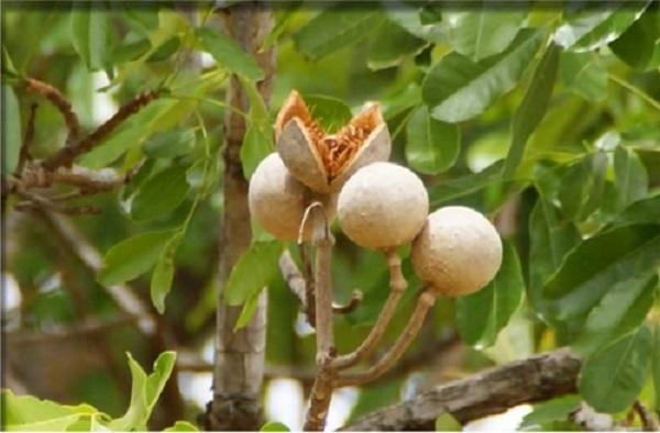Quả xà cừ