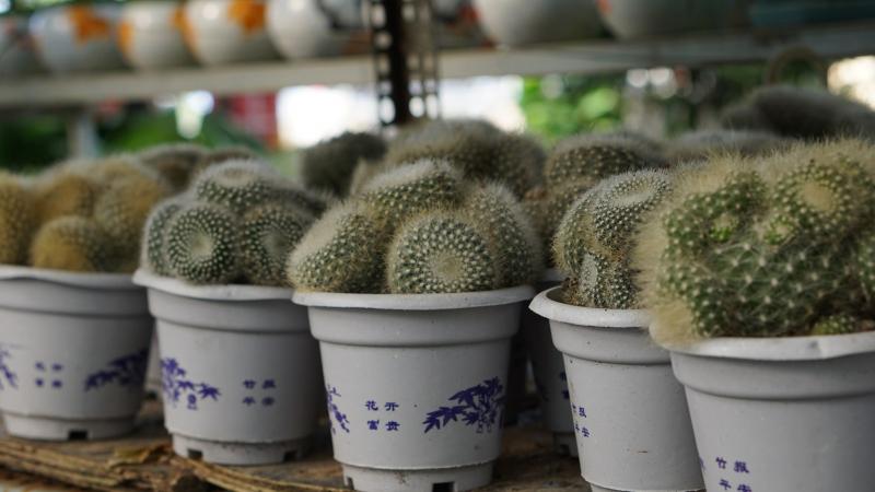 Cây xanh Hương Lộc