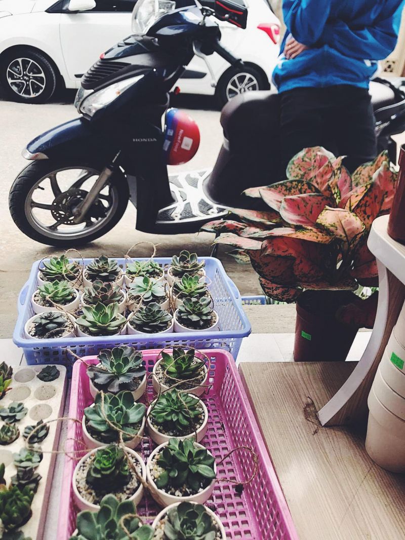 Cây xinh & Quà tặng TP Vinh