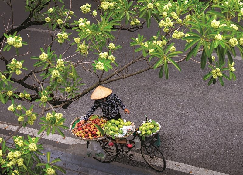 Chạm vào hương hoa Sữa