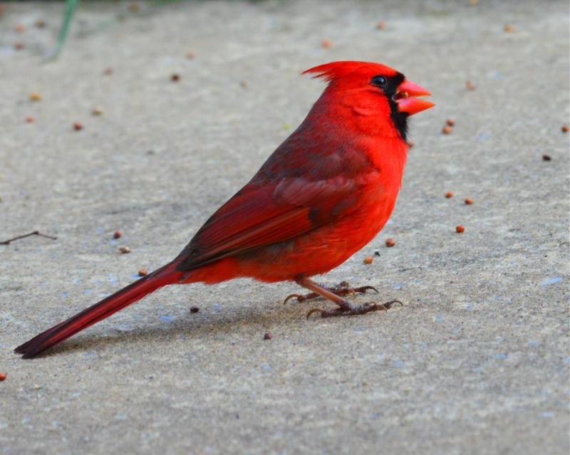 Chào mào Hồng y giáo chủ (Cardinalis cardinalis)
