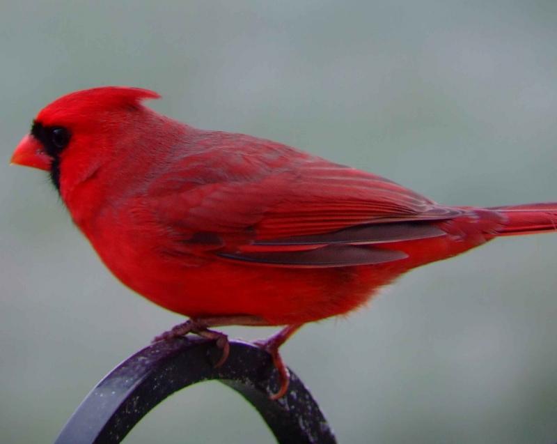 Chào mào Hồng y giáo chủ (Cardinalis cardinalis)