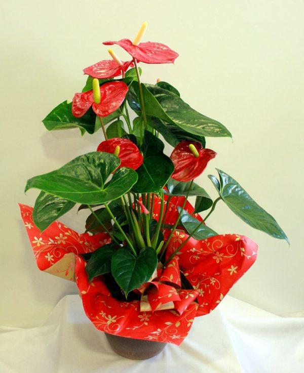 Chậu cây để bàn