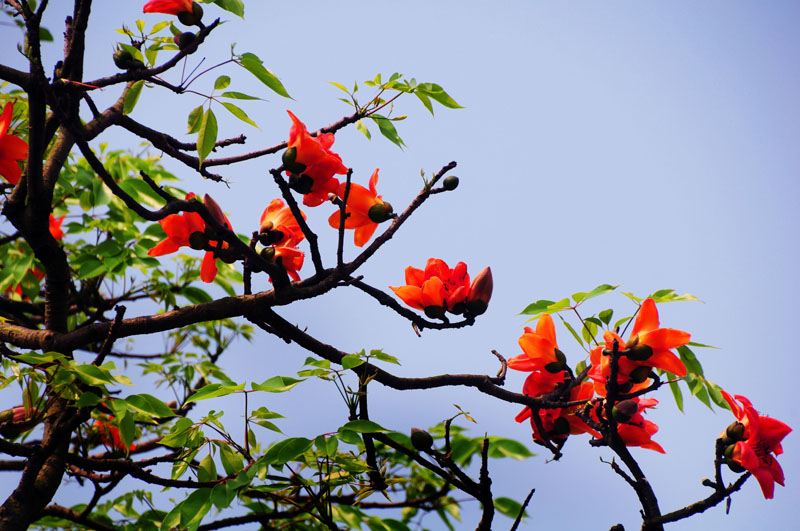 Cây Gạo bên hồ