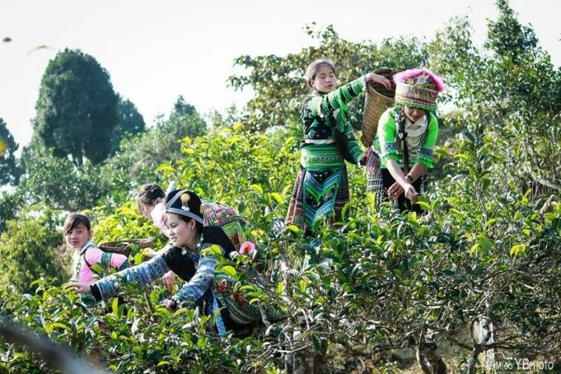 Người dân đang thu hái chè tuyết