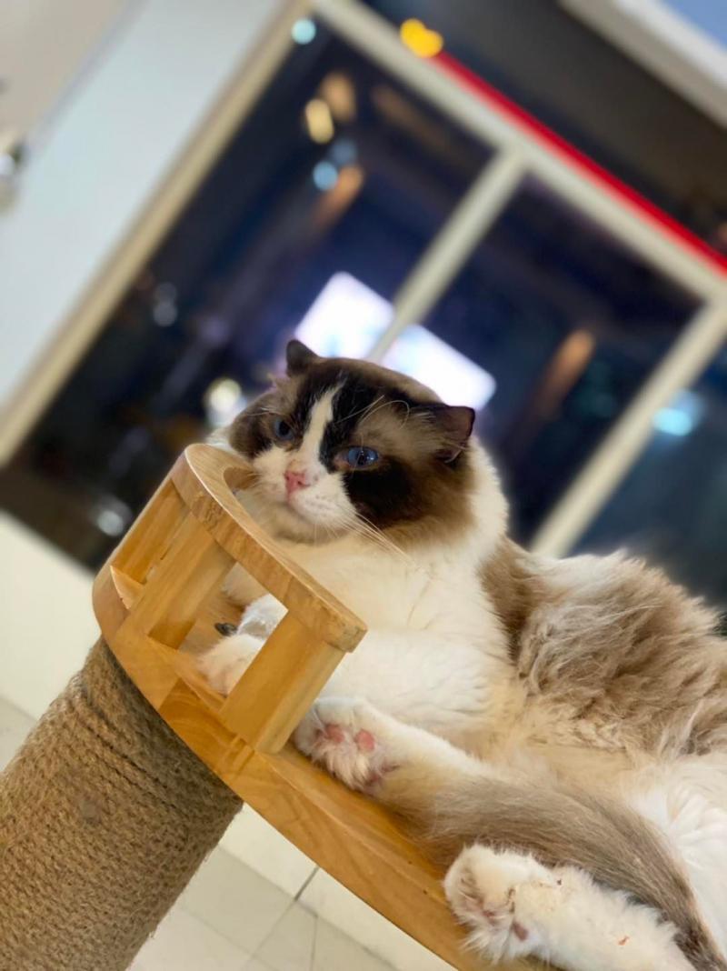 Cherry Pet Coffee