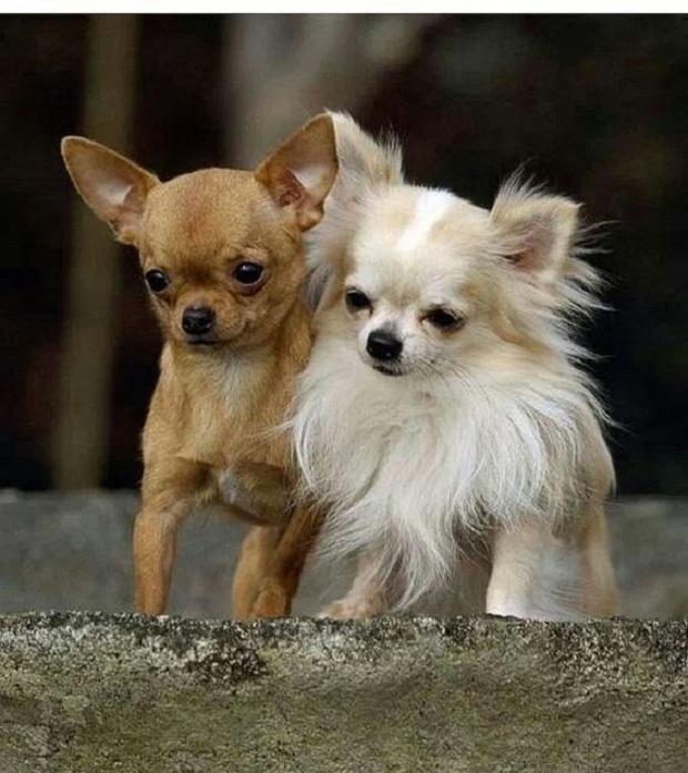 Chihuahua - một trong những loài chó cảnh thông minh nhất thế giới
