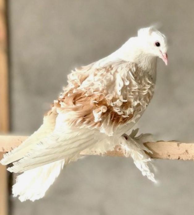 Chim bồ câu Frillback