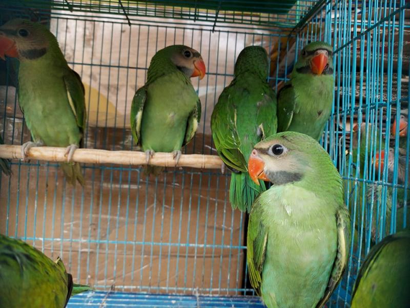 Chim Cảnh Việt Nam