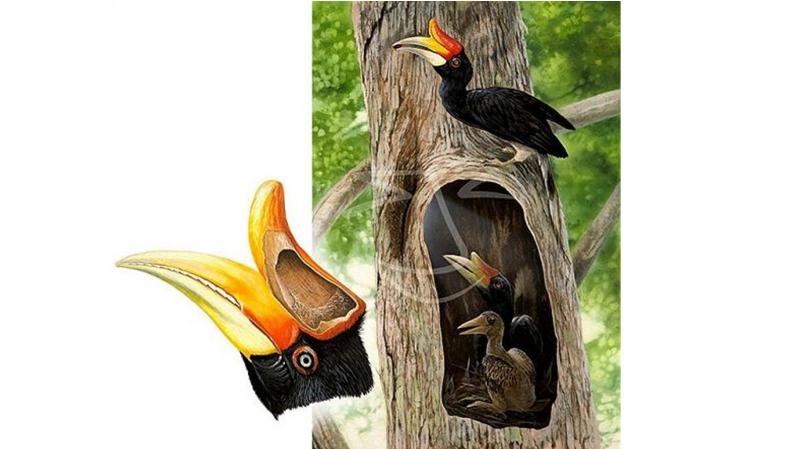 Chim hồng hoàng bướu đỏ
