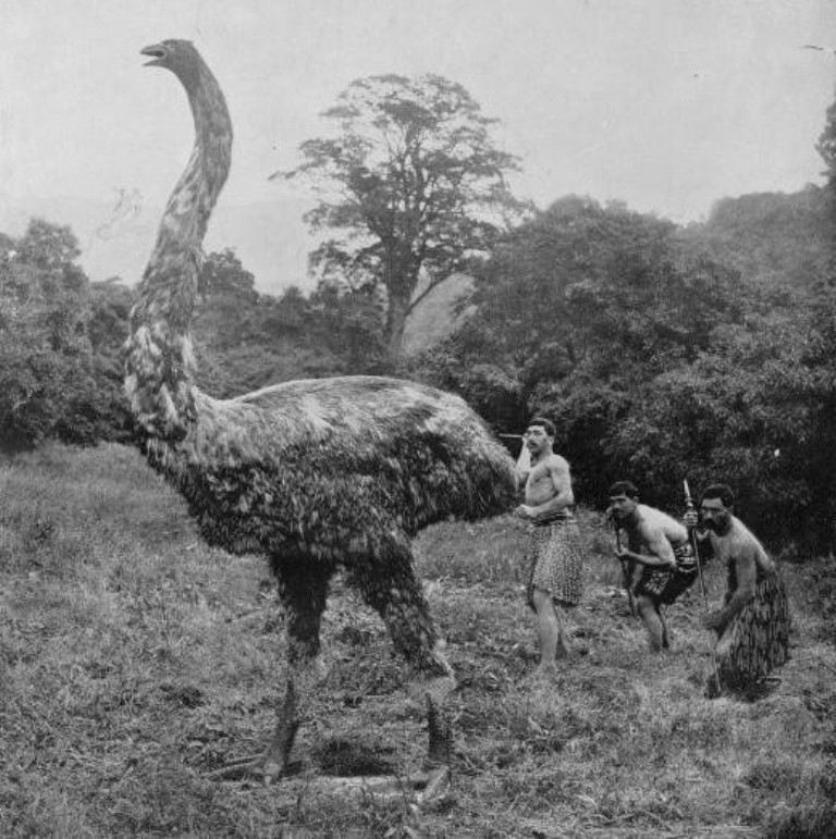 Chim Moa