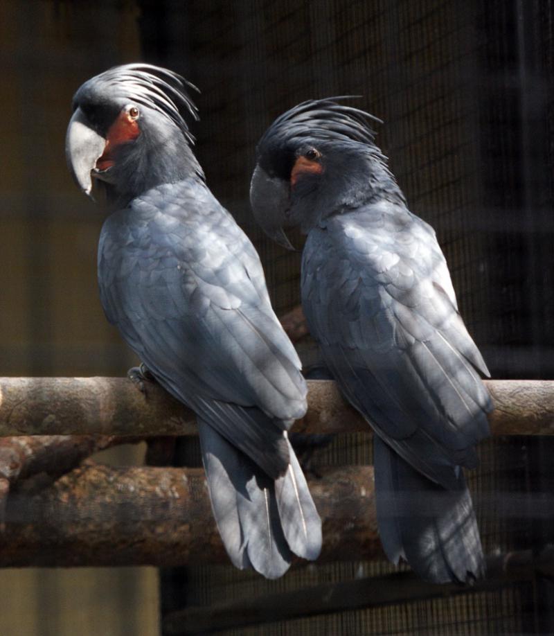 Chim Palm Cockatoo