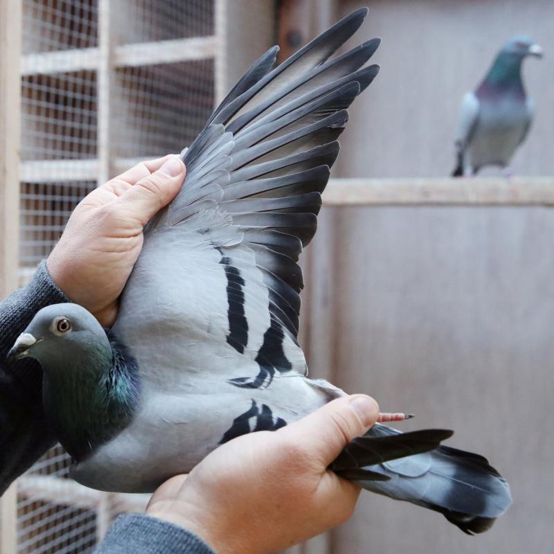 Chim Racing Pigeons