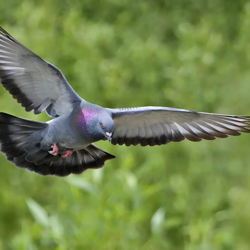 Chim Racing Pigeons
