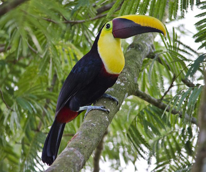 chim Toucan