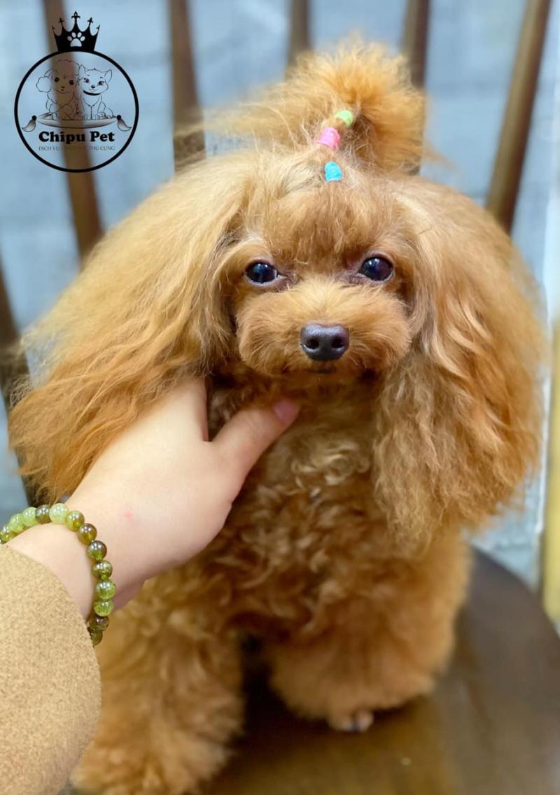 Chipu Pet
