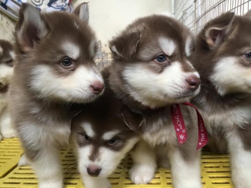 Alaska khi còn nhỏ