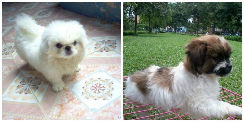 Bắc Kinh thuần chủng (bên trái) và Bắc Kinh lai Nhật (bên phải)