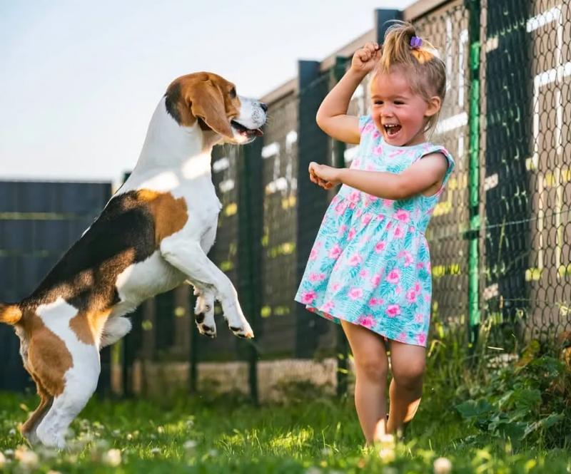 Chó Beagle