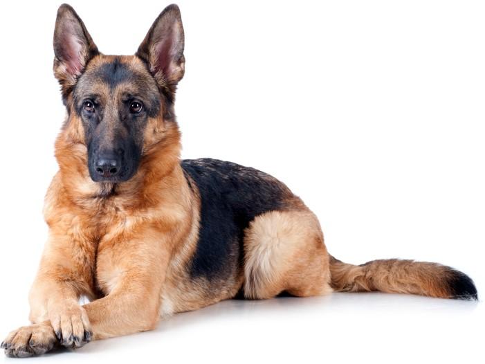 Chó Becgie Đức GSD