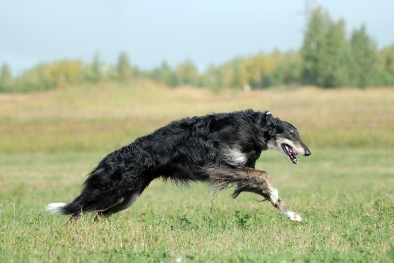 Chó Borzoi