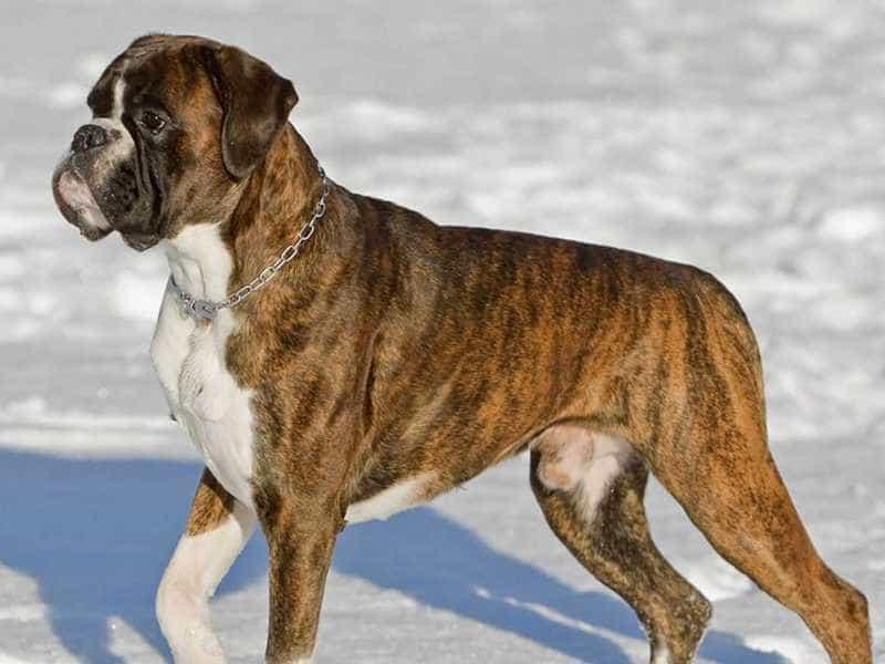 Chó Boxer