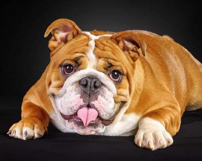Chó Bull hay chó mặt bò